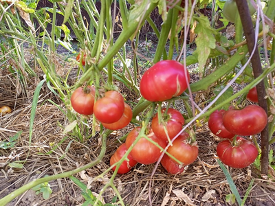 Томат гном ОПО (OPO)