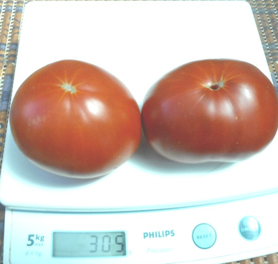 Томат Сластена