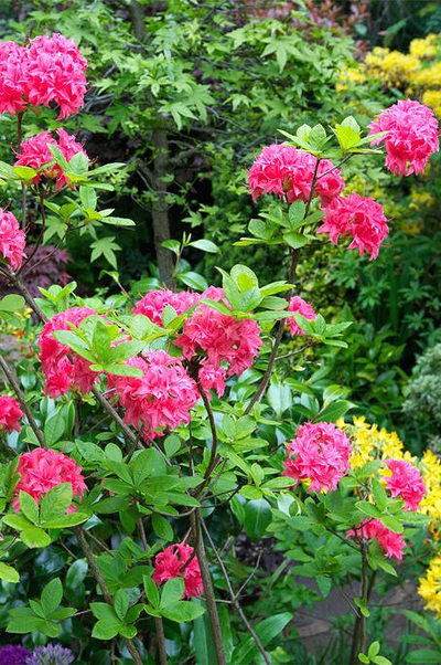 Рододендрон (Азалия) Homebush