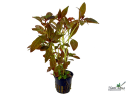 Людвигия гландулоза (горшок)