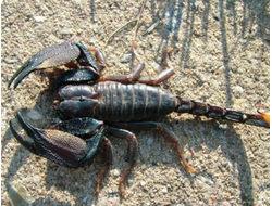 Heterometrus mysorensis