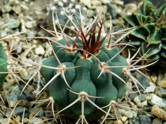 Gymnocalycium ferocior STO 94-866 ? (D=20-25мм)