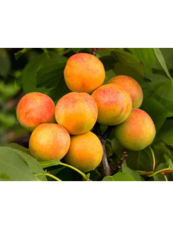 Абрикос "Чемпион Севера" (средний), ЗКС
