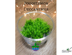 Погостемон декаденсис (меристемный) АЗИЯ