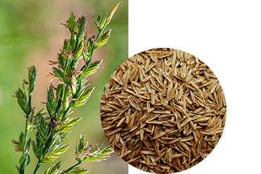 Фестулолиум