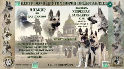 Щенки Алькор Х Уверенная Валькирия