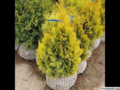 Туя Голден Смарагд - Golden Smaragd