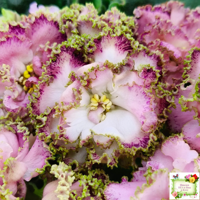 ЛЕ-Медуница (Е. Лебецкая) 2020 г.