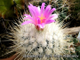 Thelocactus macdowellii - 5 семян