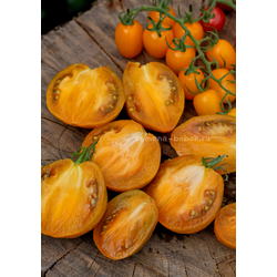 Томат Охровая Симфония, 10 шт