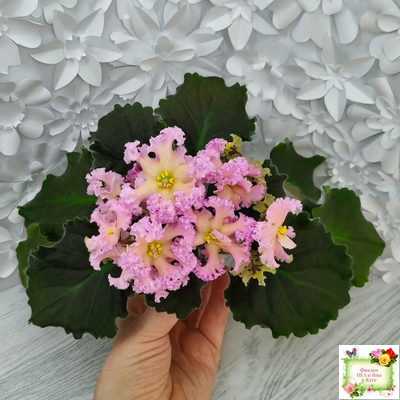 РМ-Оранжевое Лето (Н. Скорнякова) 2022 г. (детка)