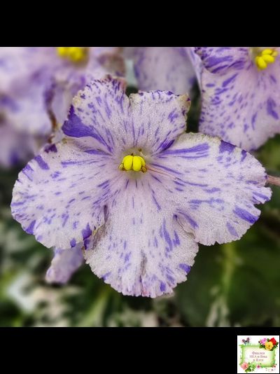 Н-Чехарда (Н. Бердникова) 2020 г. (пестролистный гёрл)