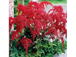 Астильба Ред Шарм (Red Charm)