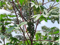 Касторовое масло раф. 50 мл