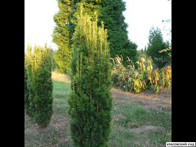 Тисс ягодный Давид - David