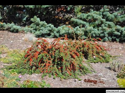 Кизильник Корал Бьюти - Coral Beauty