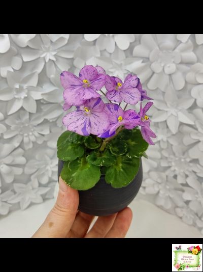 Shirl&#039;s Pip Squeak (S.Sanders) 10/14/2005 (пестролистный гёрл)