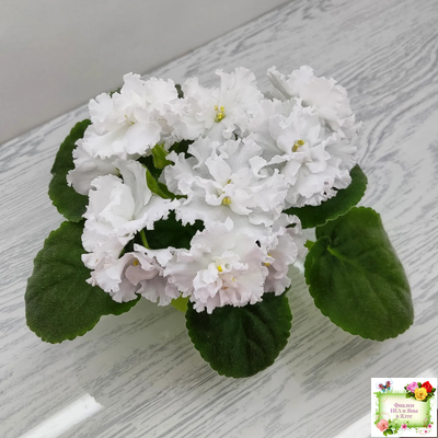 Рекомендации по подкормке фиалок для свадебного букета