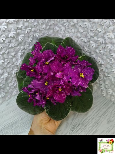 РМ-Финикийская Принцесса (Н. Скорнякова) 2023 г.