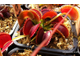 Dionaea muscipula Uk-2