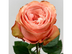 Роза Эквадор Кахала 50 см (пионовидная)