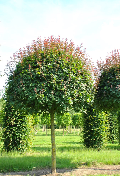 Клен полевой Red Shine