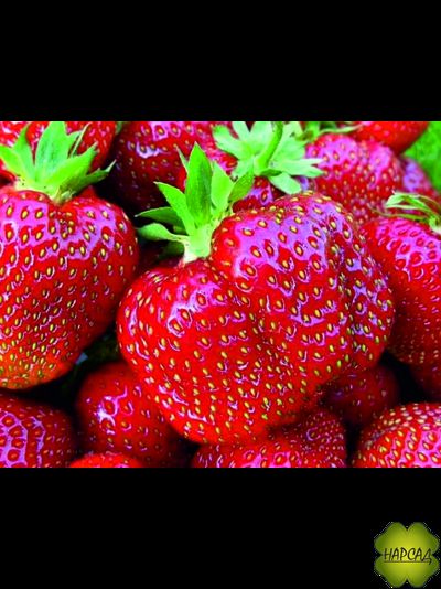 КЛУБНИКА "ДАРСЕЛЕКТ" (РАННЯЯ, ОЧЕНЬ КРУПНАЯ, С ЗЕМЛЯНИЧНЫМ ВКУСОМ)