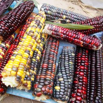 Кукуруза цветная Multicolor Aztec Corn
