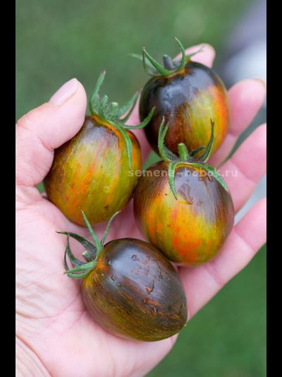 Томат Atomic Fusion (Атомный Сплав), 10 шт