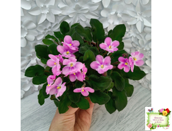 LV-Звезда в Ночи (Л. Шевелева) 2025 г. трейлер (клакамасный лонг)