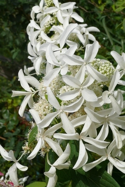 Гортензия метельчатая GREAT STAR