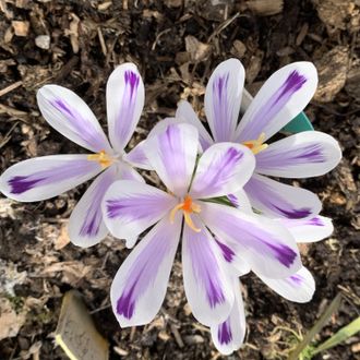 Crocus heuffelianus Polar King