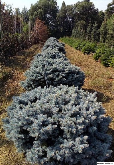 Ель колючая Глаука Аризона - фото в ландшафте - красовский-сад.рф