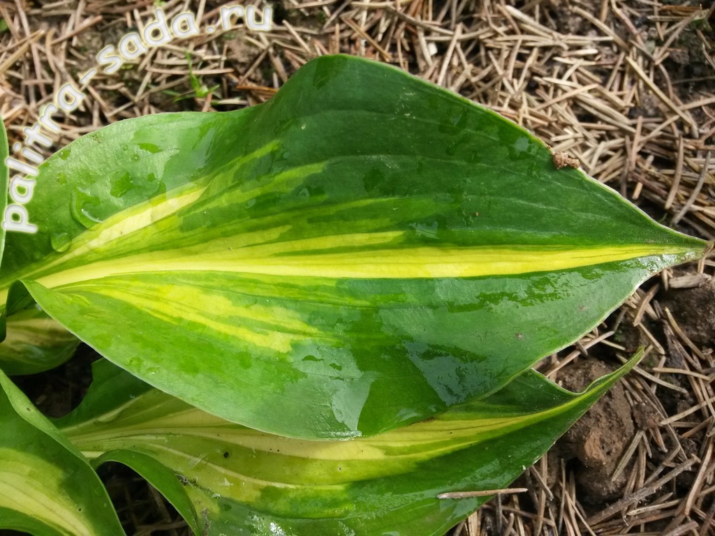 Литл хост. Хоста little treasure. Лейксайд литтл тафт. Литл хост. Хоста лейксайд элфин файер.