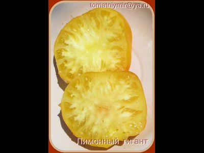 Томат Гигант лимонный