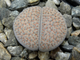 Lithops fulviceps v.lactinea C222 (MG) - 10 семян