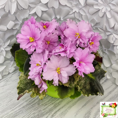 АВ-Поющие Пески (Фиалковод) 2021 г. (гёрл-листья с кроновой пестролистностью)