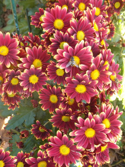 Долли.
Селекция НБС