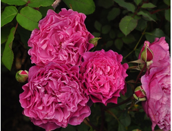 Вентило (Ventilo), Massad, шраб.