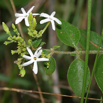 Жасмин аурикулатум (Jasminum auriculatum) абсолю