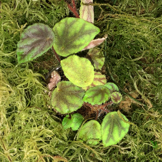 Бегония Quadrialata Nimbaensis