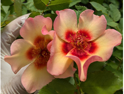 Фенси Бебилон Айс