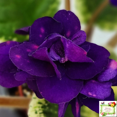 Mac's Smoldering Sapphire (G.McDonald)