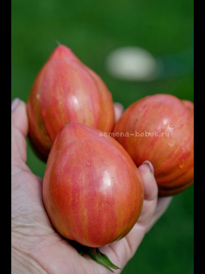 Томат Клубничный Щербет