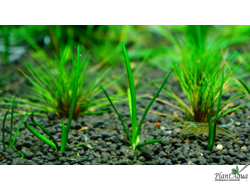 Литторелла унифлора (меристемная)