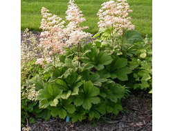 Роджерсия конскокаштанолистная