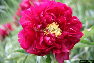 Paeonia Harry L Smith