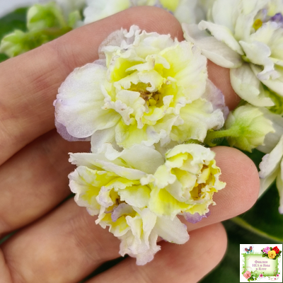 ЛЕ-Золото Нибелунгов Голд  (Е. Лебецкая) 2020 г. (лист укоренённый)