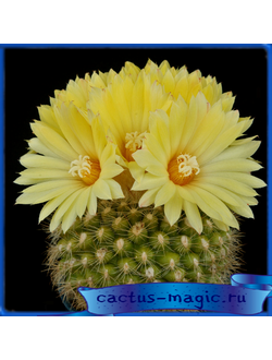 Parodia formosa