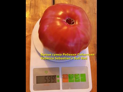 Томат Бычья сумка Ребекки Себастьян (Rebecca Sebastian's Bull Bad, США)